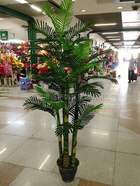 五杆珍珠葵