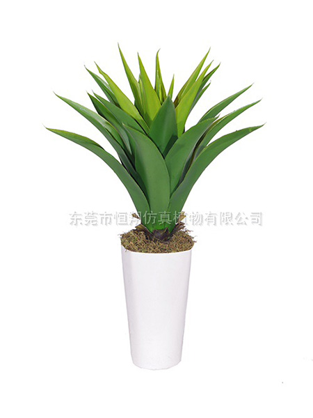 皇冠兰Y8443-2...