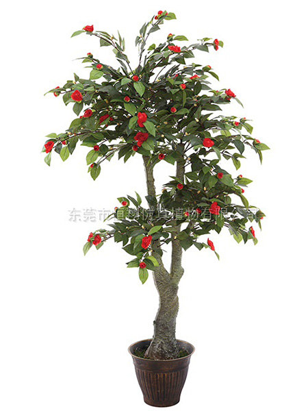HX0101茶花11...