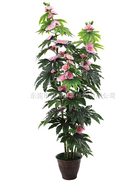 HX0101四杆芙蓉...
