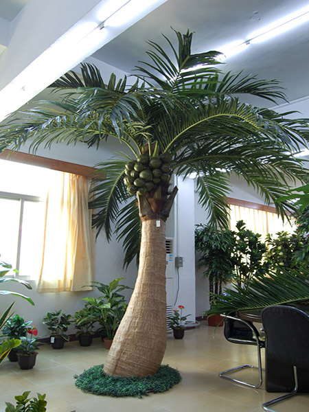 4米大肚椰子树